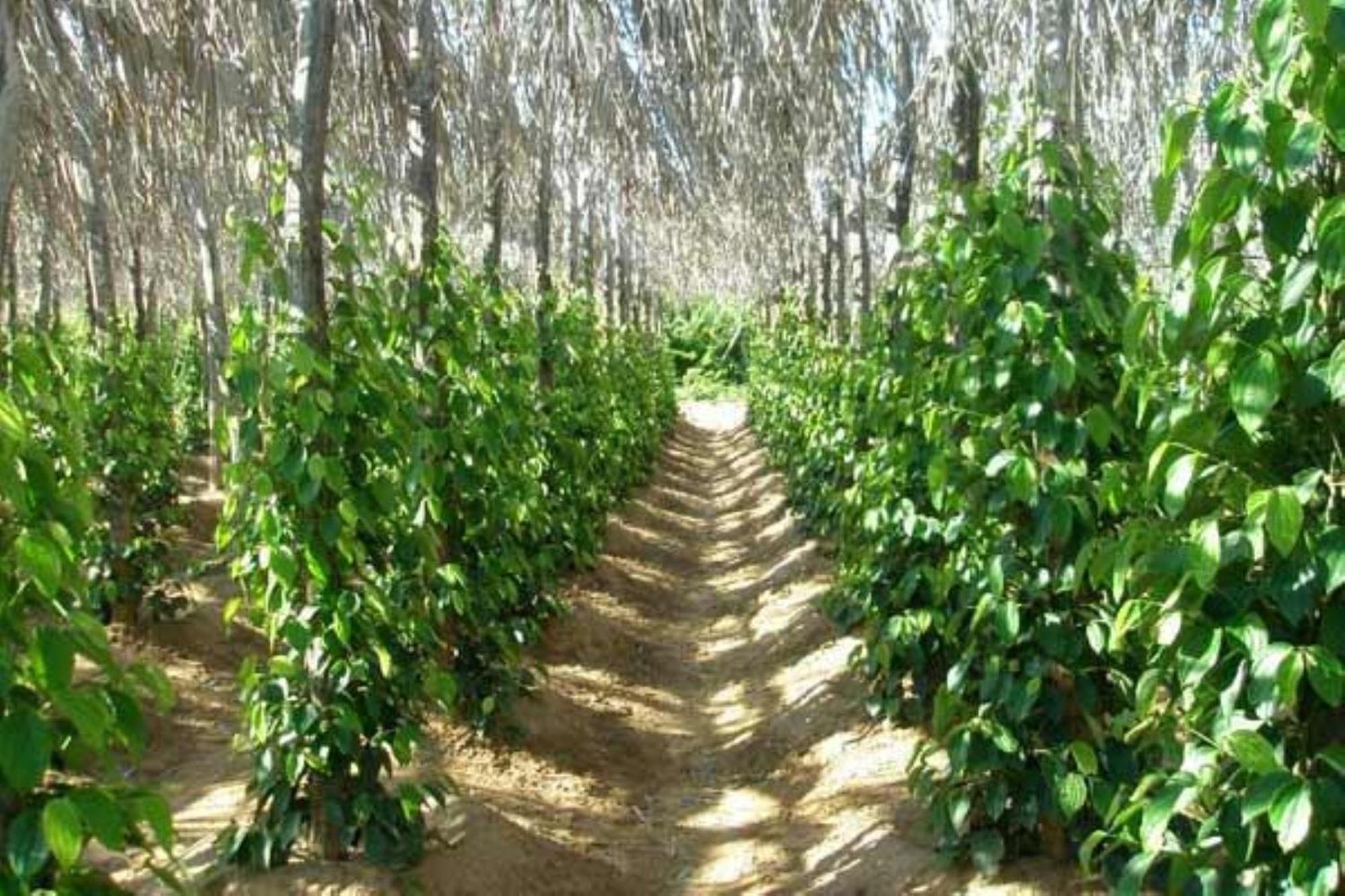 Vine Retreat Hotel Kep Ngoại thất bức ảnh
